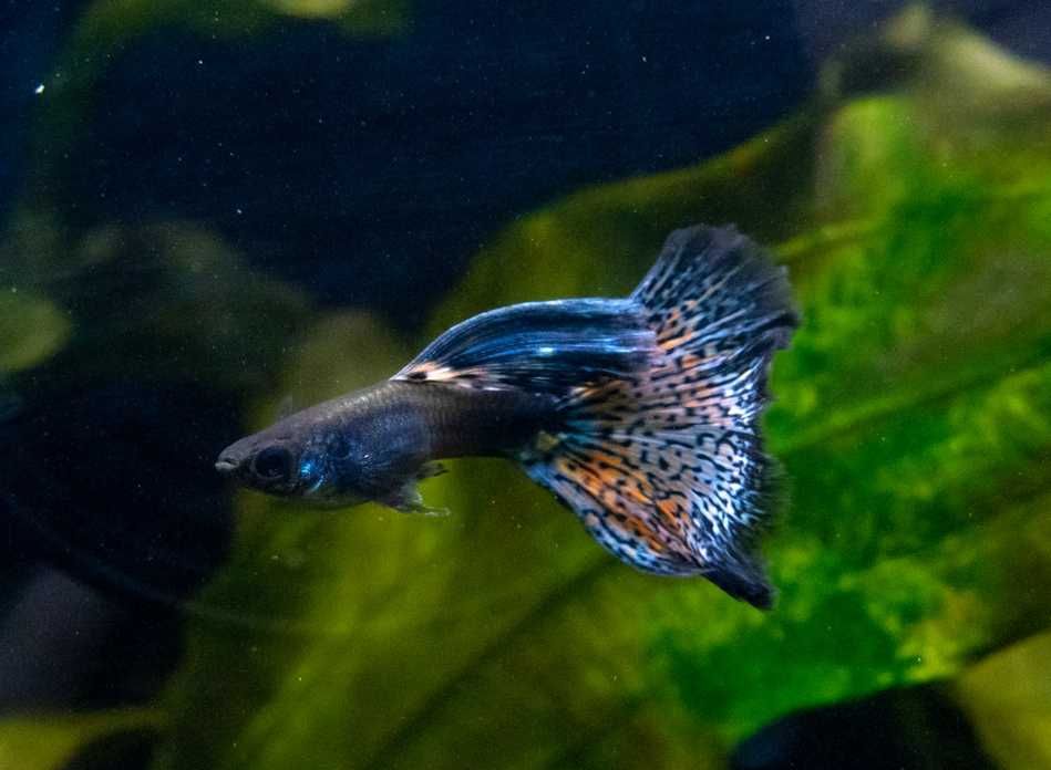 Gupiki Metal Red Nebula 2 samce do akwa dekoracyjnego lub nanoakwarium