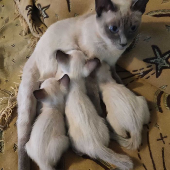 Тайские котята от элитных родителей