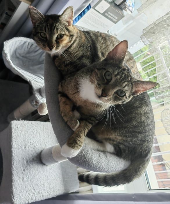 Brat i siostra szukają kochającego domu