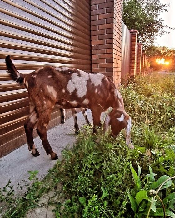 Англо-Нубійські кози 100%