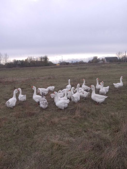Продам гусей Холмогори