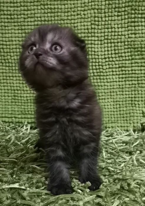 Арчи ( скоттиш фолд)