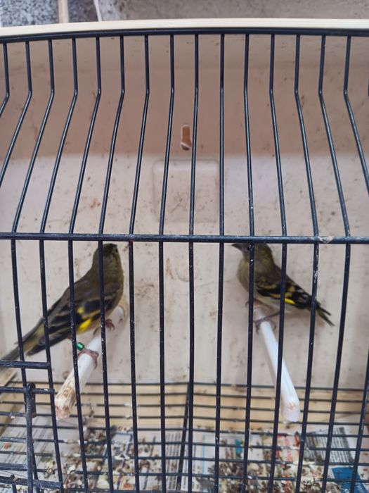 Casais de magelanicos