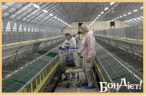 Автоматизована кролеферма на 35 000 голів