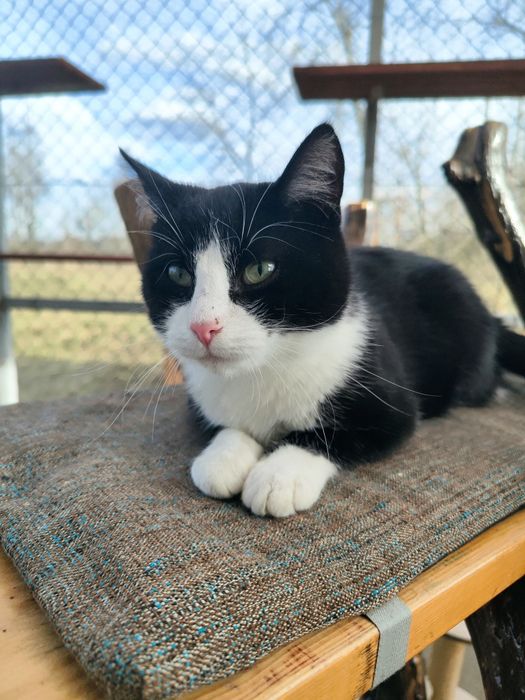 Niesamowity, przyjazny roczny kocurek do adopcji