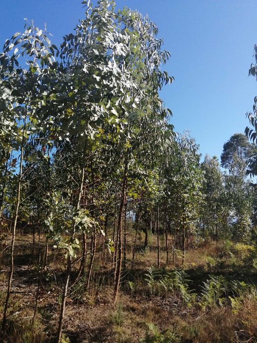 Terreno florestal com boa localização em Nelas