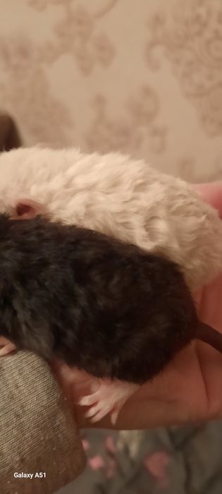 Крысята дамбо рекс крыса