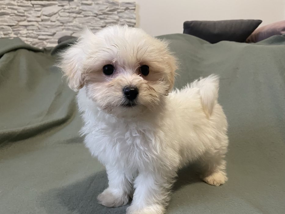 Maltipoo suczka mini