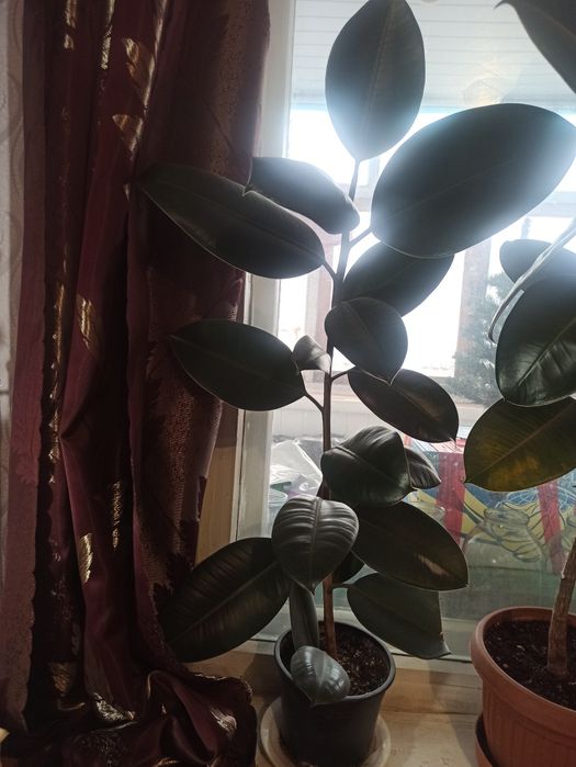 Фикус  1 метр  и 1,5 метра