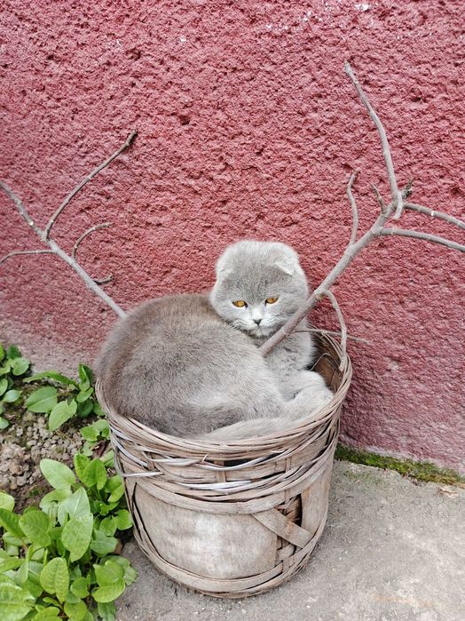 Британський котика