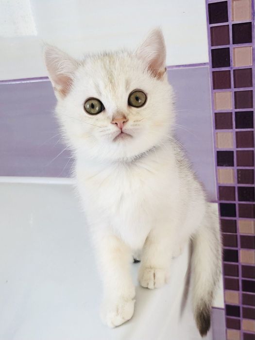 Серебристі кошенята хлопчики
Вік 2 міс. Вже самостійно їдять, ходя