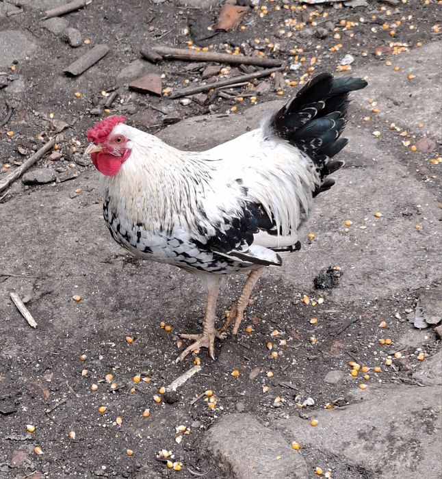 Garnizes para consumo ou reprodução jovens