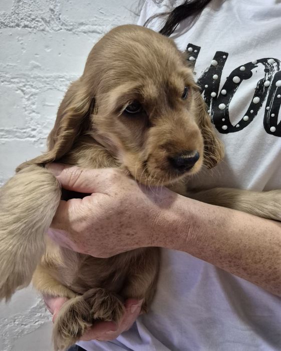 Английская прелесть