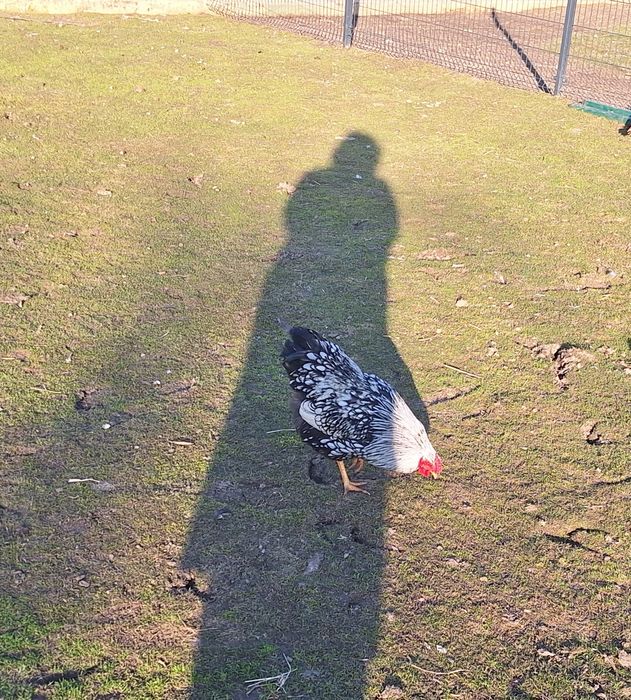 Sprzedam hoguty vayandotte.