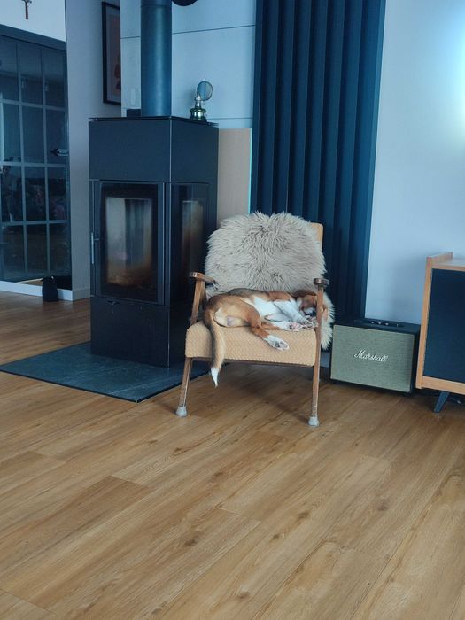 Oddam psa typu Beagle