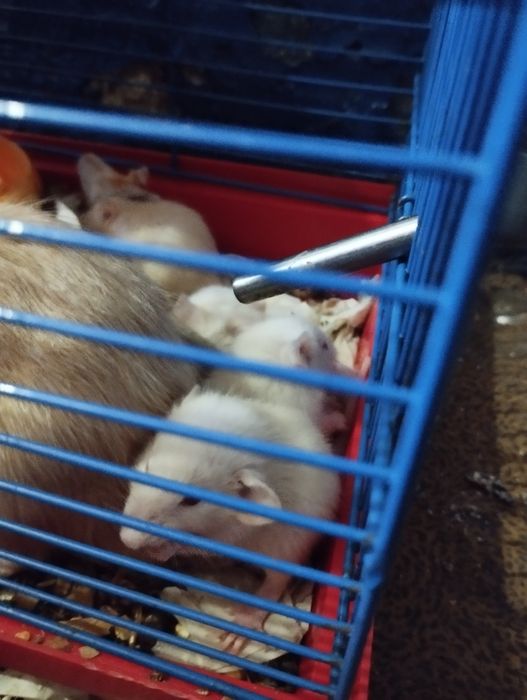 Криси домашні ручні