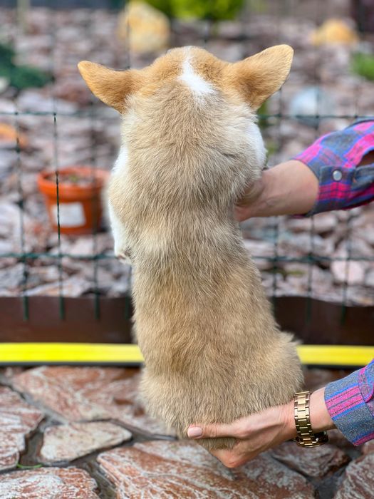 Вельш корги пемброк