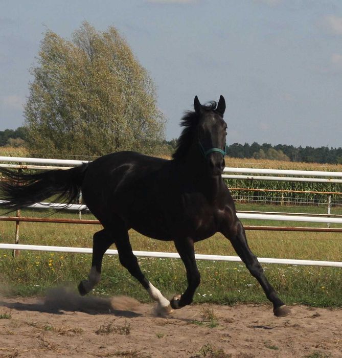 *** Młoda klacz śląska ***