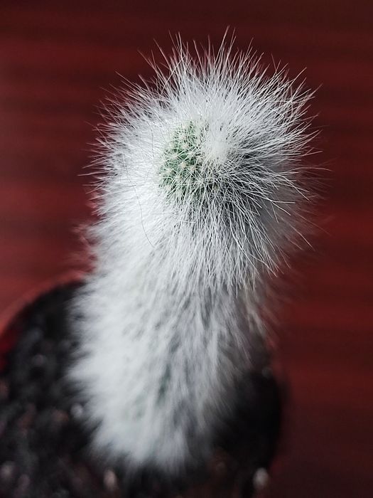 Продам Клейстокактус Штрауса