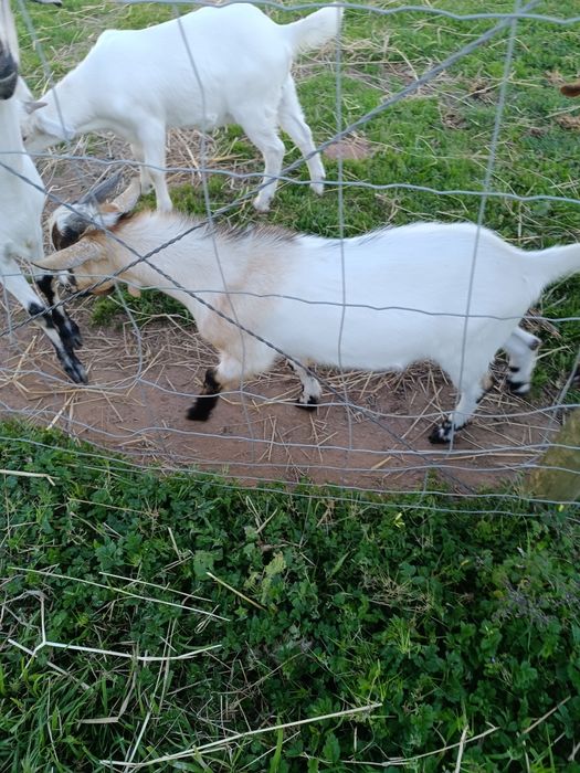 Cabritos para a Páscoa