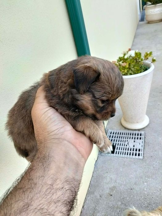 Bebé XX muito fofinho