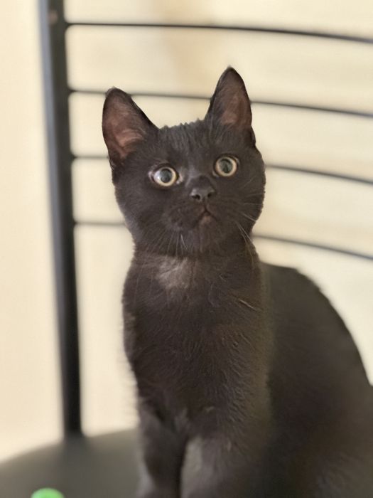 Два курносики котики