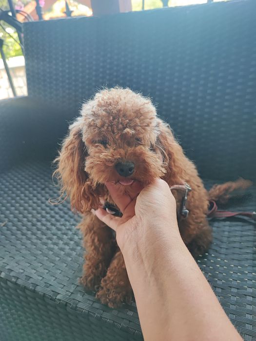 Pudel toy reproduktor