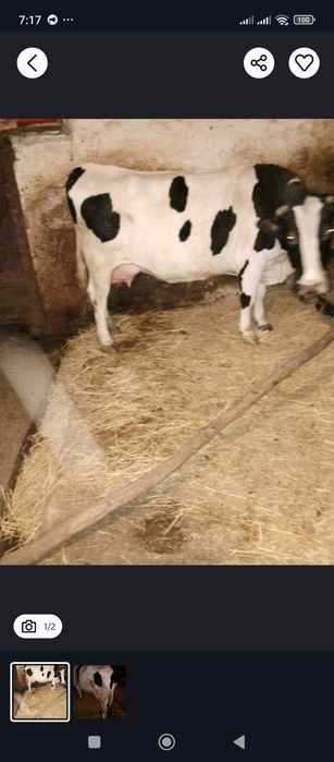 Продам добру корову