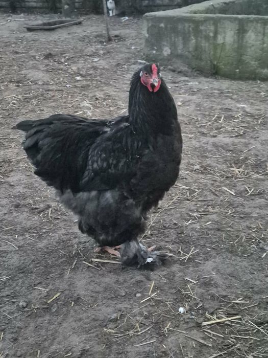 Kogut kochin olbrzymi.