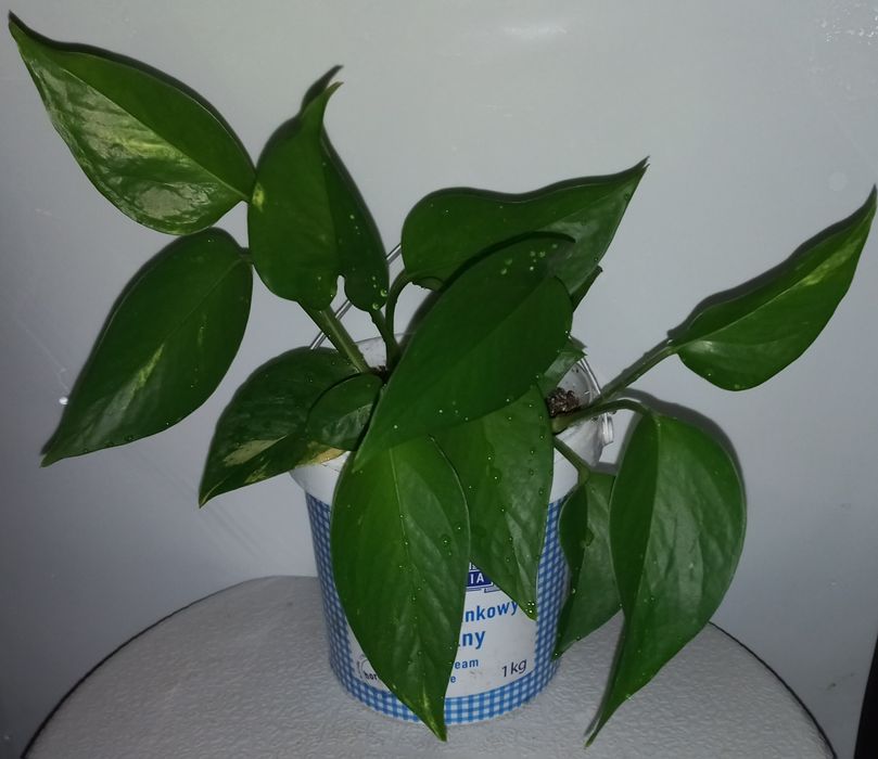 Епіпремнум, рео,хойя,ломикамінь.