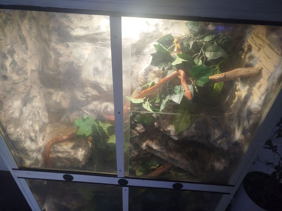 Sprzedam węża zbożowego