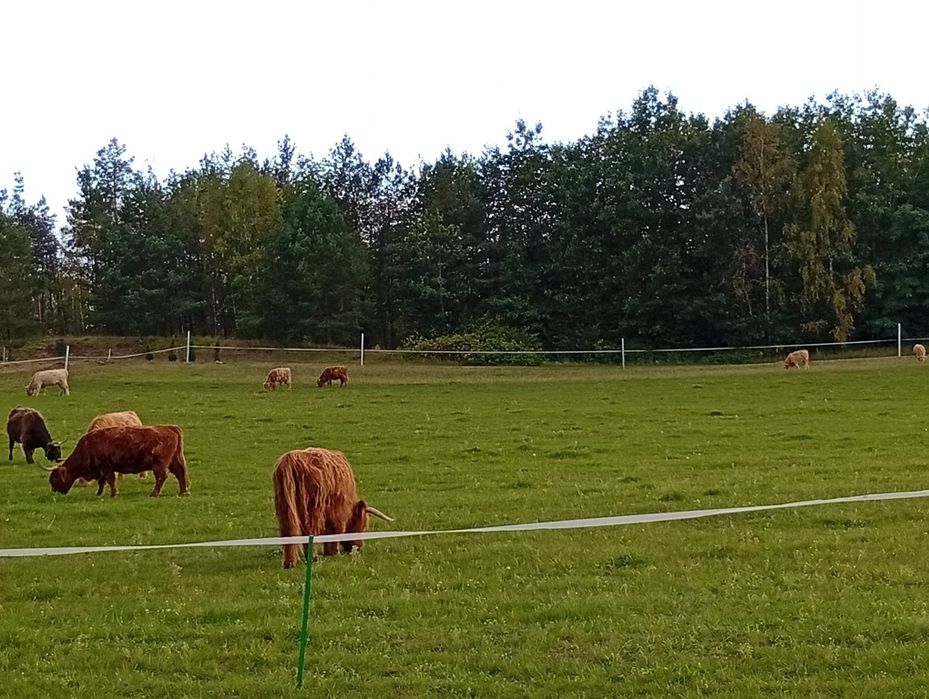 Bydło, krowy, byki, jałówki, mięsne szkockie Highland stado 12szt.