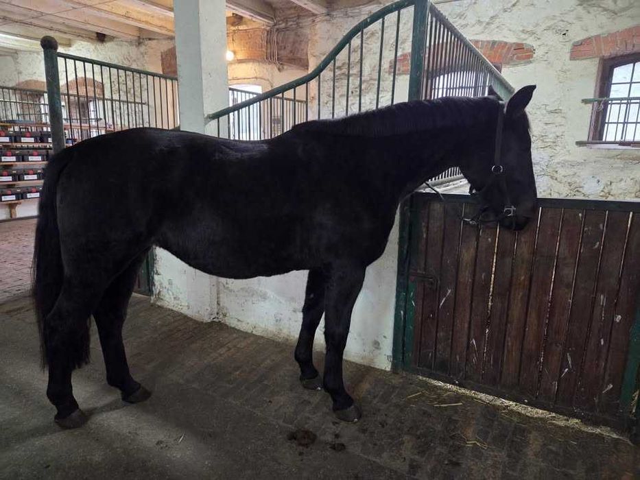 Koń śląski/ konie śląskie para do bryczki