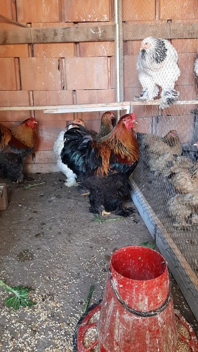 OVOS Galinhas Ornamentais Brahmas Garnizes miniatura