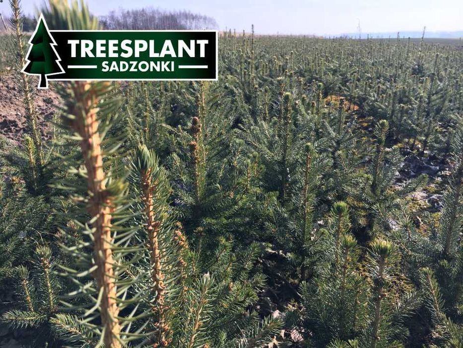 ŁÓDŹ Świerk Srebrny 2/2 30cm Szkółka sadzonki pospolity jodła kaukaska