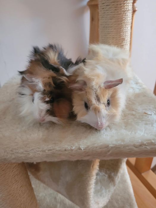 Świnki morskie kavia samczyki śliczne