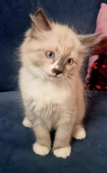 HUGO Kocurek syberyjski Neva Masquerade JUŻ DO ODBIORU!