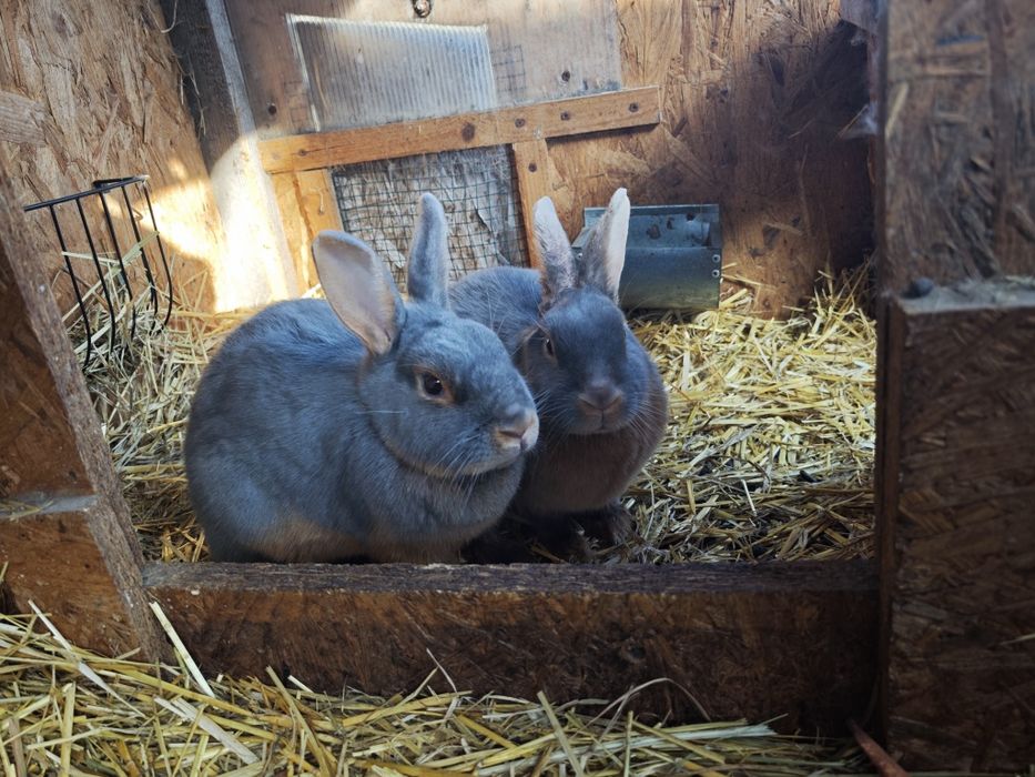 Sprzedam króliki wraz z klatką