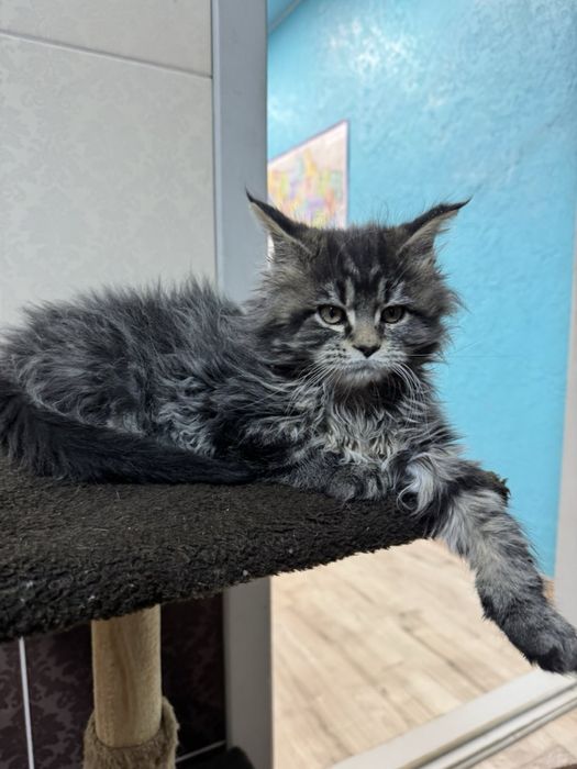 Кошенята Мейн-кун