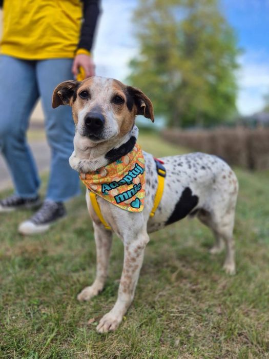 Hortex-psiak o wyjatkowym umaszczeniu szuka domu!