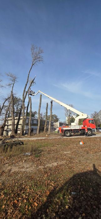 Wycinka drzew ,frezowanie wywóz karp. Bezplatna wycena.