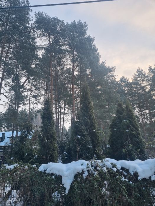 Zimowe noce las i widok gwiazd. Modrzewiowy domek nad Wkrą zaprasza