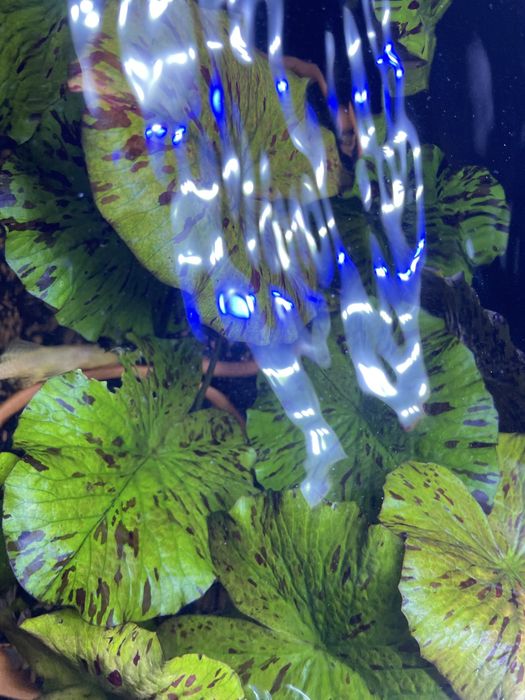 Lotos zielony_Tiger Lotus Green