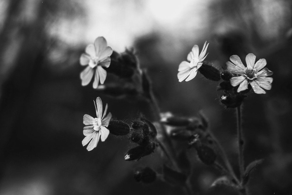 Pentax MV легка компактна дзеркалка