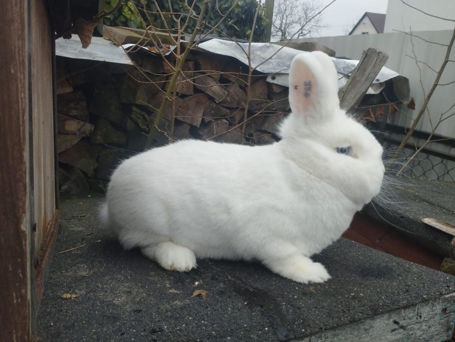 Króliki Wiedeński Biały Samica