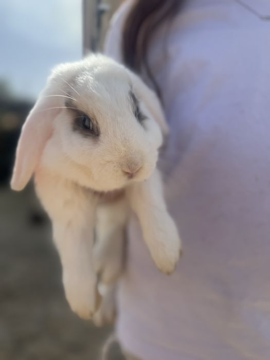 2 Coelhos- 1 anao com 6 meses e outro tamanho normal