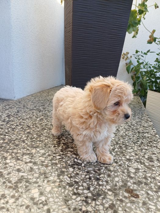 Maltipoo  sunia maluda.