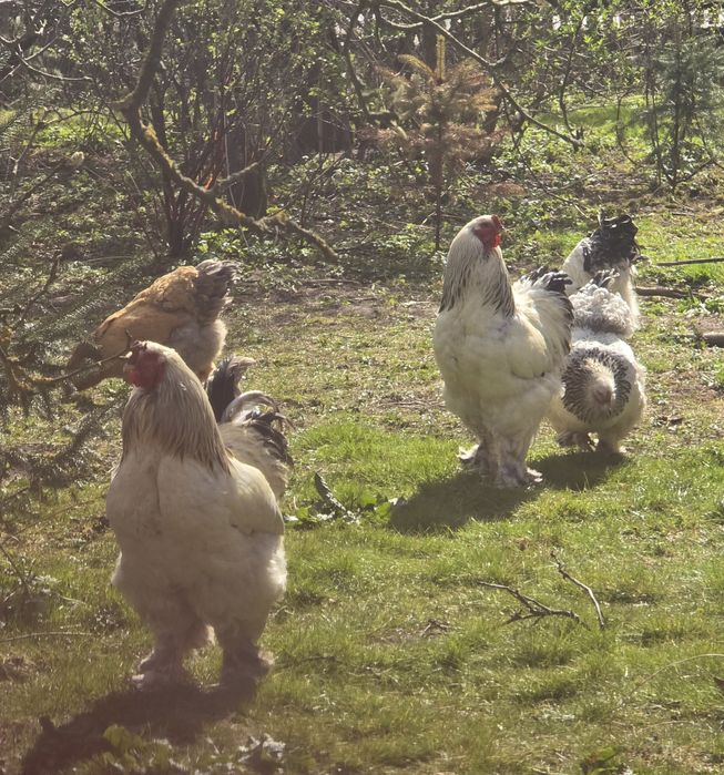 Brahma Olbrzymia jaja lęgowe