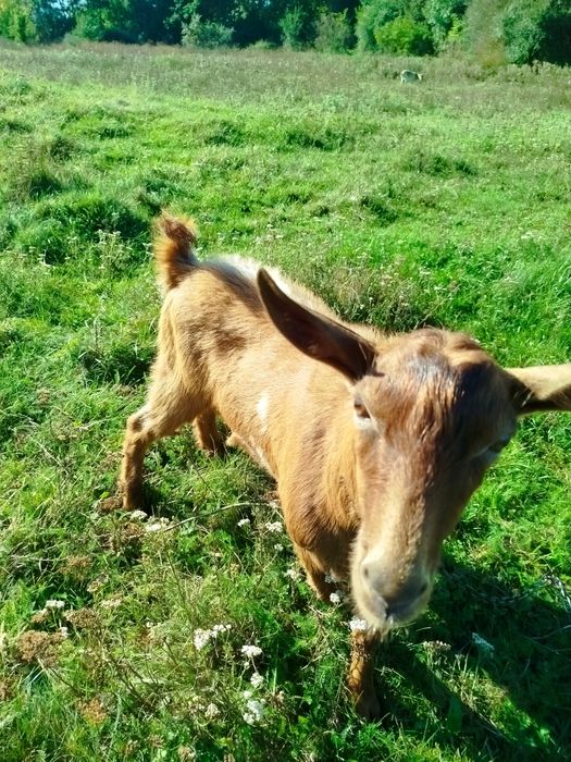На спаровку цап  заанська порода