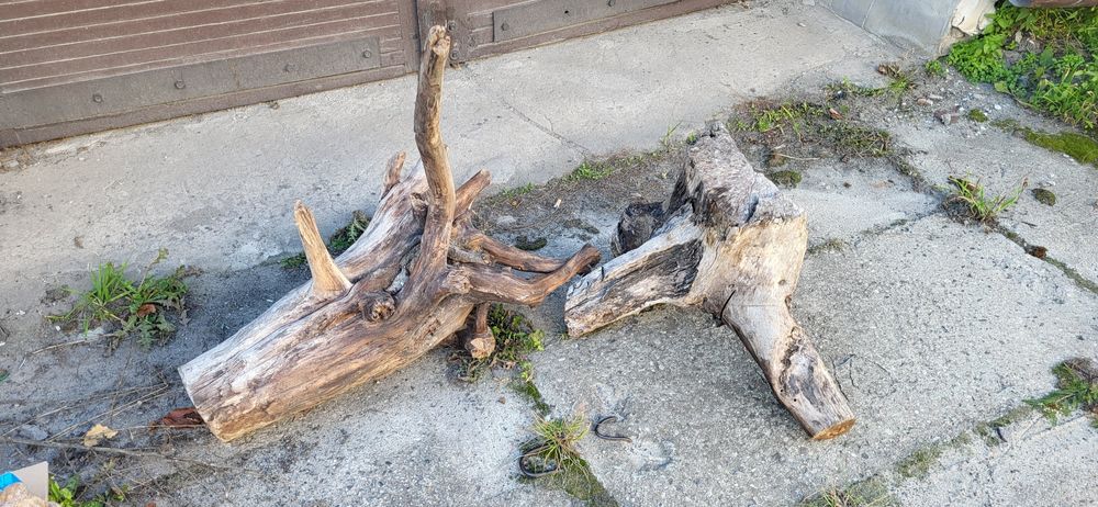 korzenie do akwarium